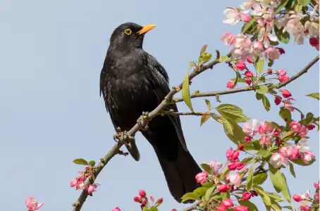 merle noir sur brache d'arbre